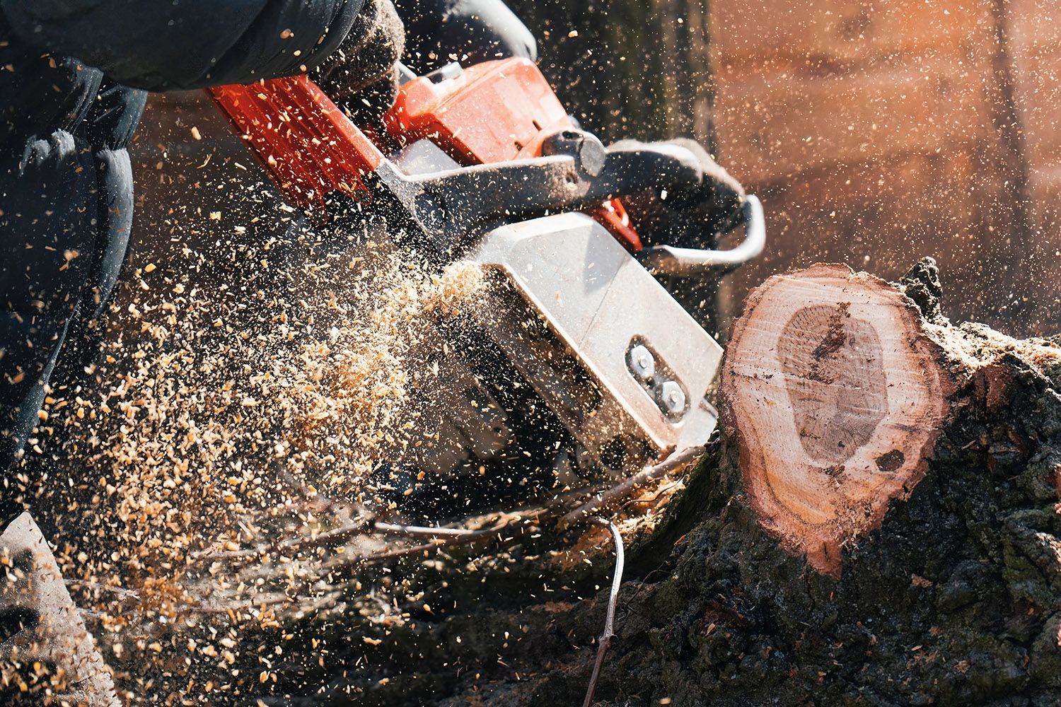Close-up of sawdust flying during an emergency tree removal service to clear a fallen hazard. Close-up of sawdust flying during an emergency tree removal service to clear a fallen hazard.
