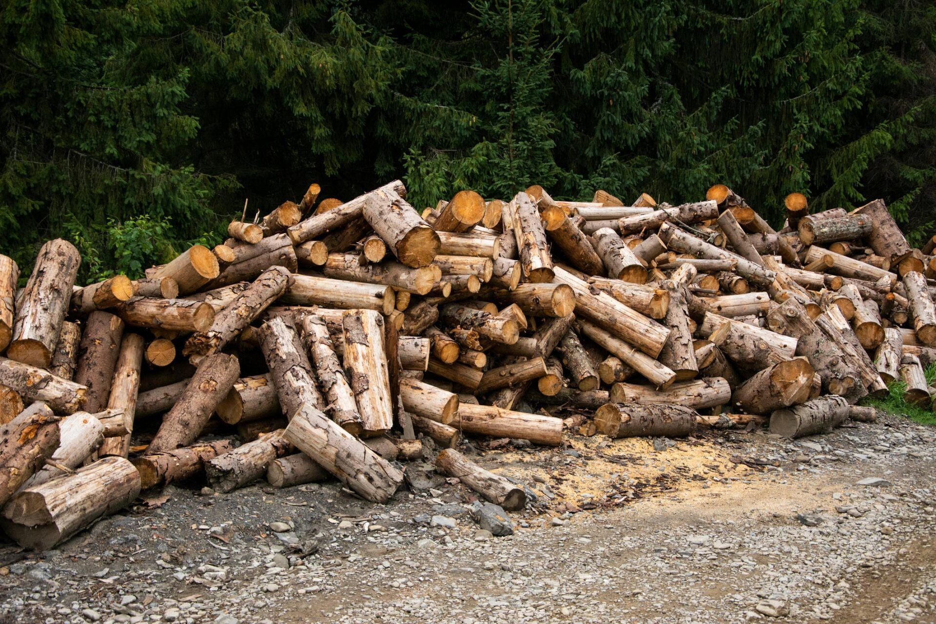 A large pile of freshly cut, light-brown logs stacked on a gravel surface in front of a dark green evergreen forest.