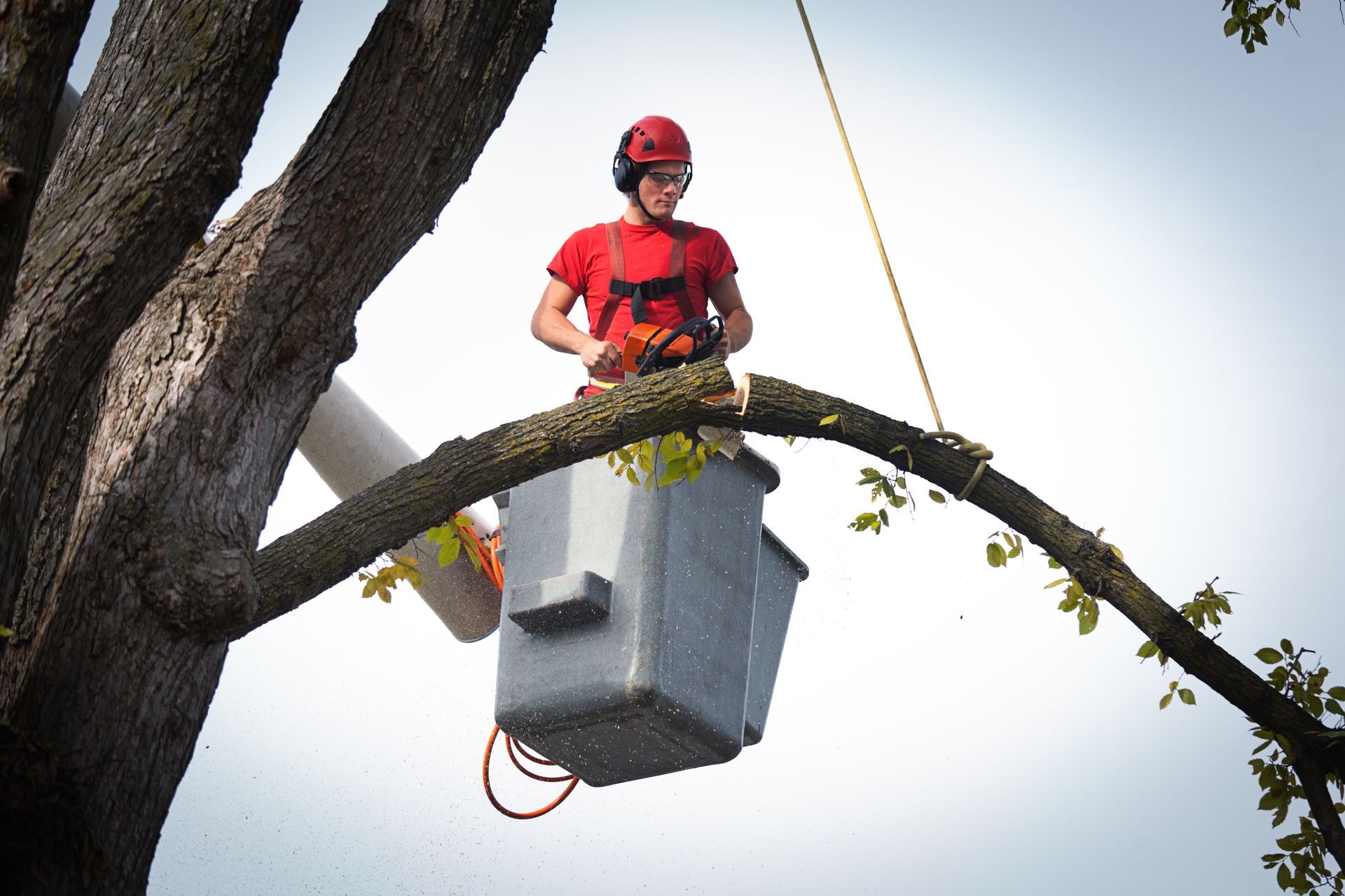 A worker in a red shirt and safety helmet uses a chainsaw to trim a tree branch while elevated in a utility bucket.