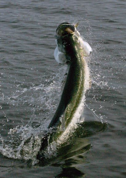 A large fish is jumping out of the water.