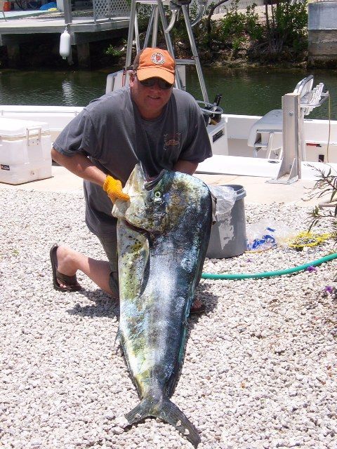 A man in an orange hat is holding a large fish