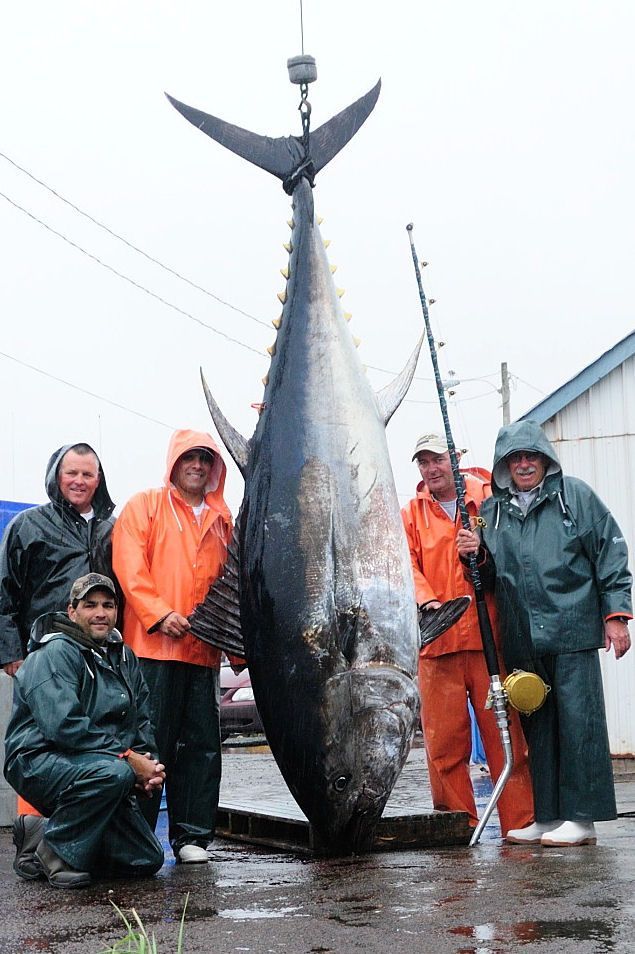 A group of men standing around a large fish