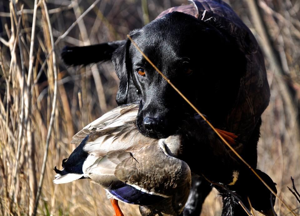A black dog with a duck in its mouth
