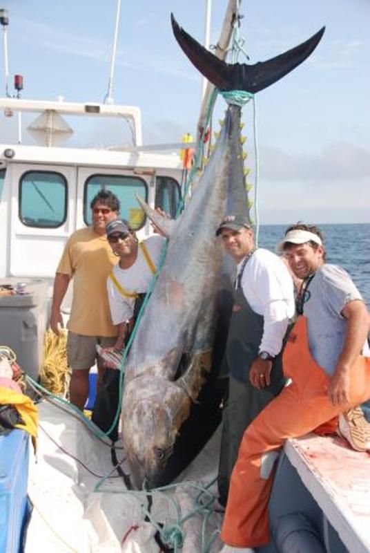 A group of men standing around a large fish on a boat