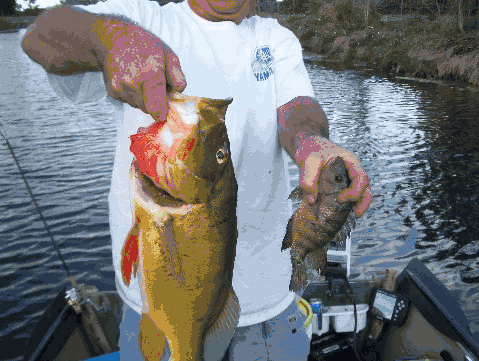 a man in a white shirt is holding two fish in his hands