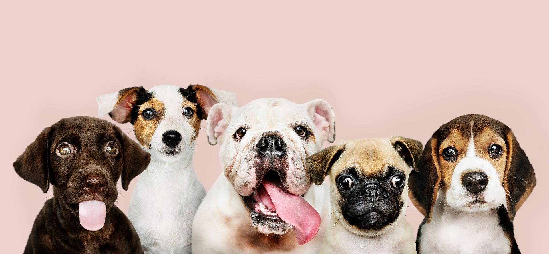 Cinco perros con la lengua fuera sobre un fondo rosa