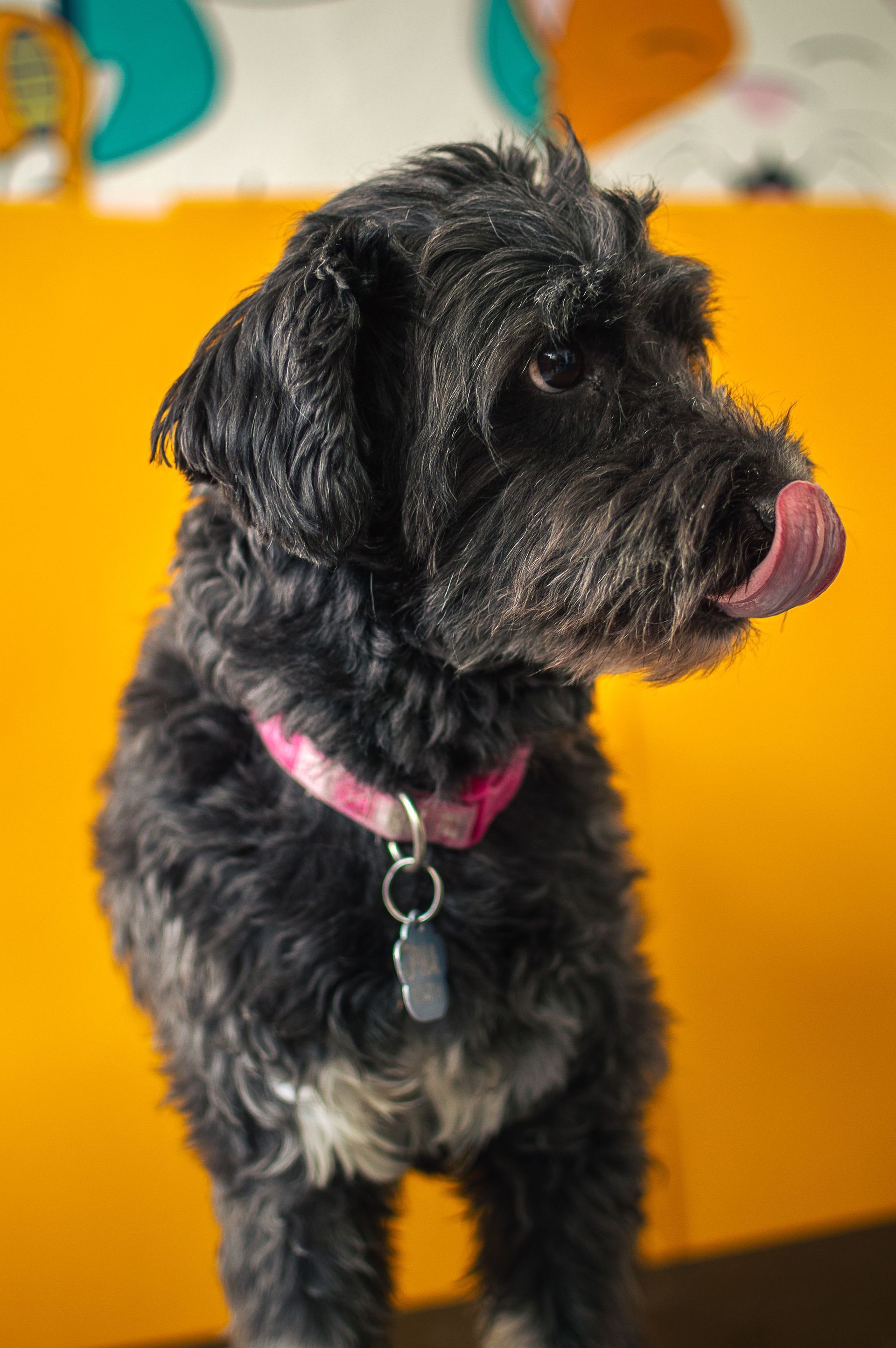 Perro pequeño negro con collar rosa, mirando hacia un lado sobre un fondo amarillo brillante