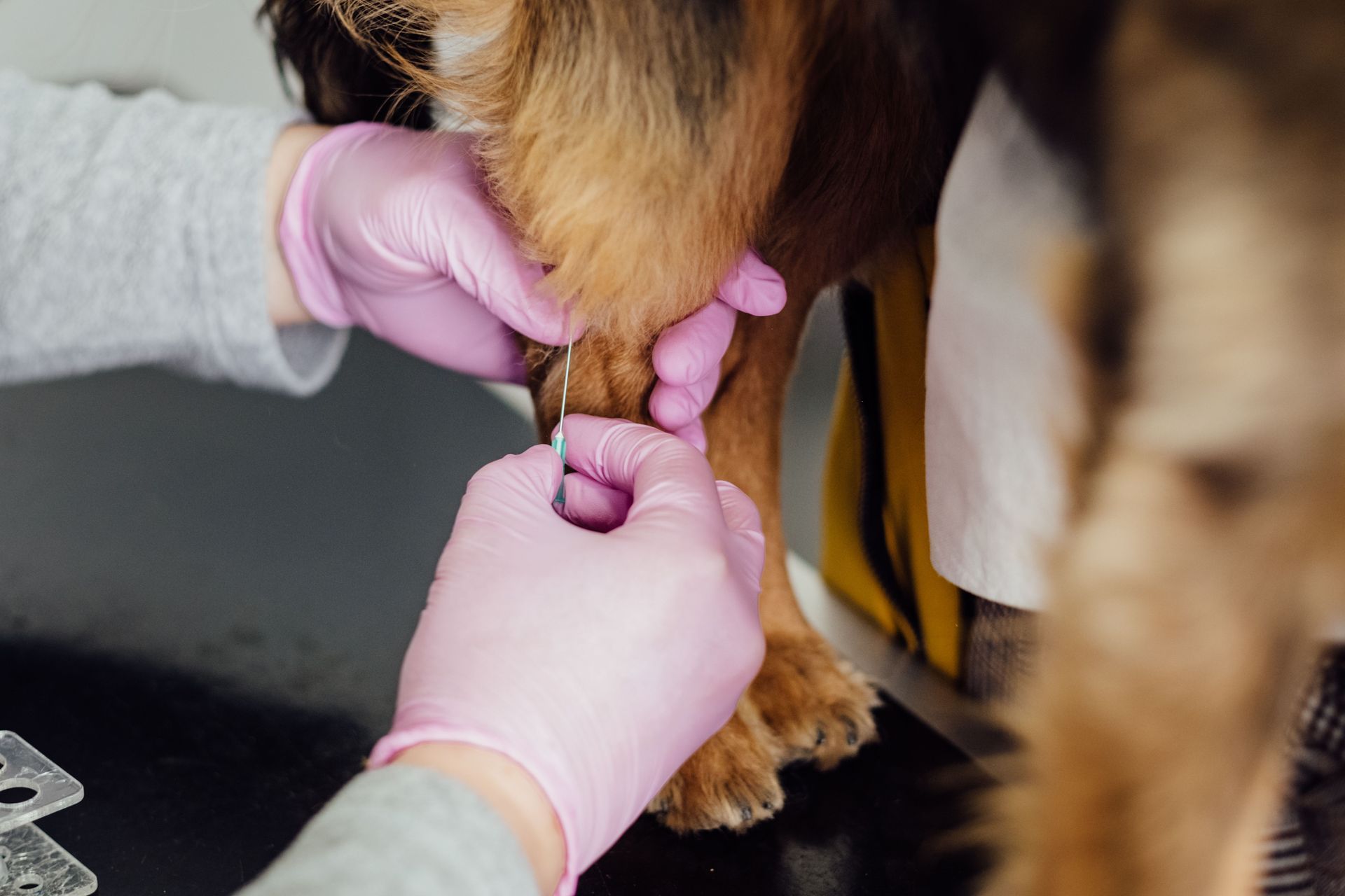 Veterinaria con guantes rosas examinando la pata de un perro con una herramienta pequeña