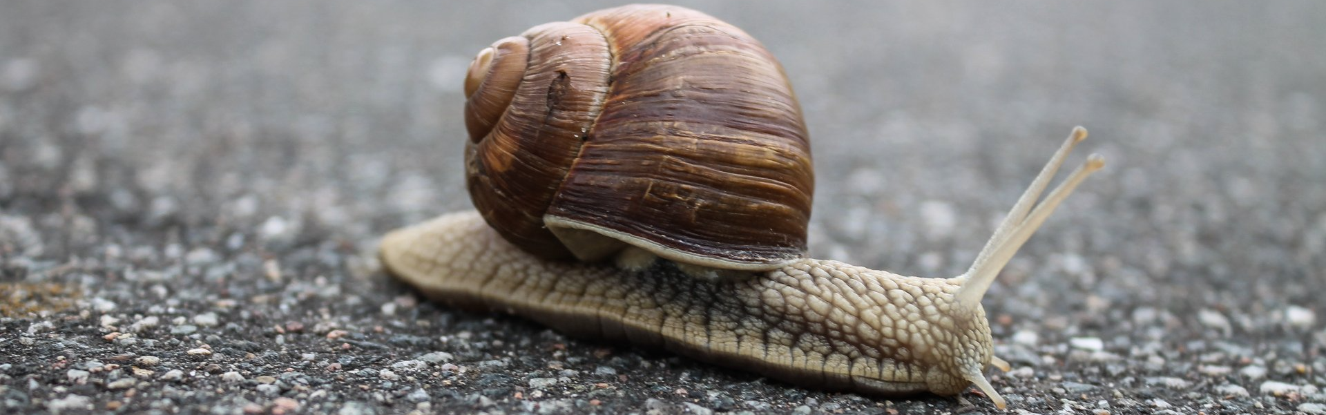A snail is crawling on a gray surface.