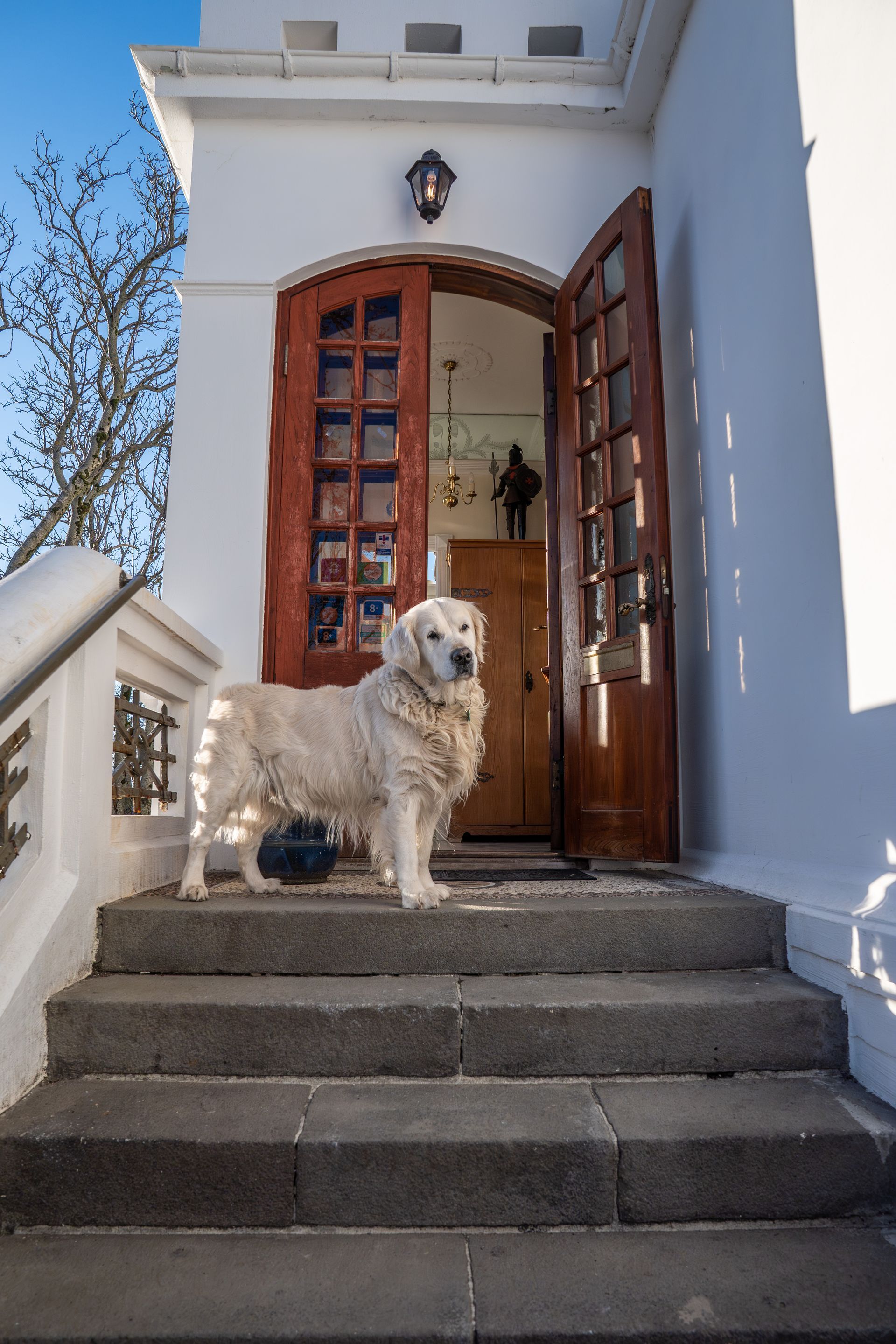 A light-colored dog stands on stone stairs in front of a white building with an open wooden door.