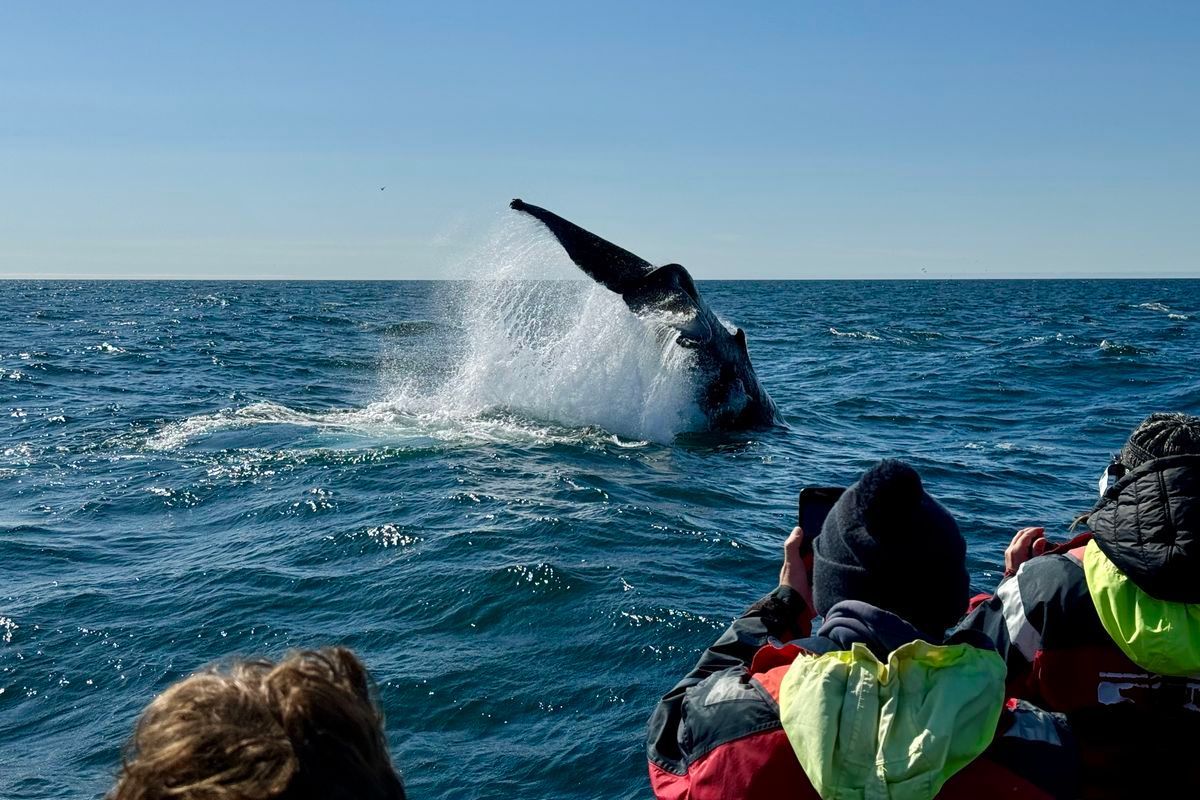 A whale tail breaching the water's surface as seen by people on a boat.