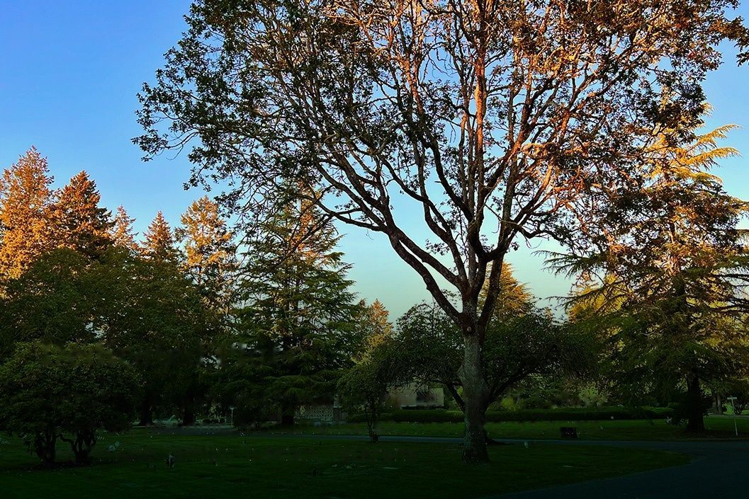 Sunlit trees in a park at dusk, with green grass and a clear blue sky.