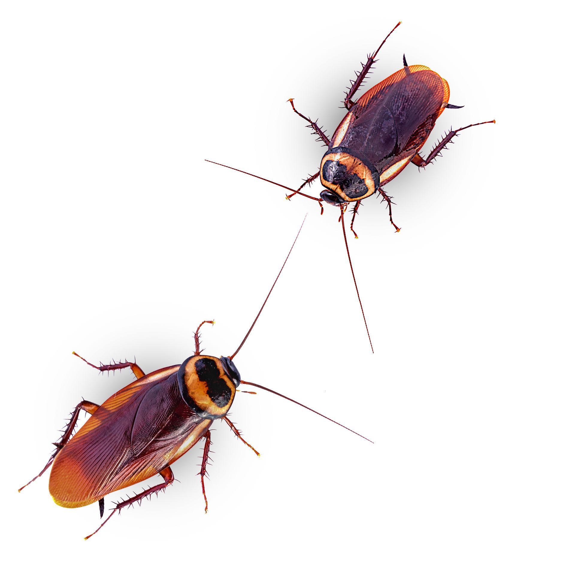 Roaches