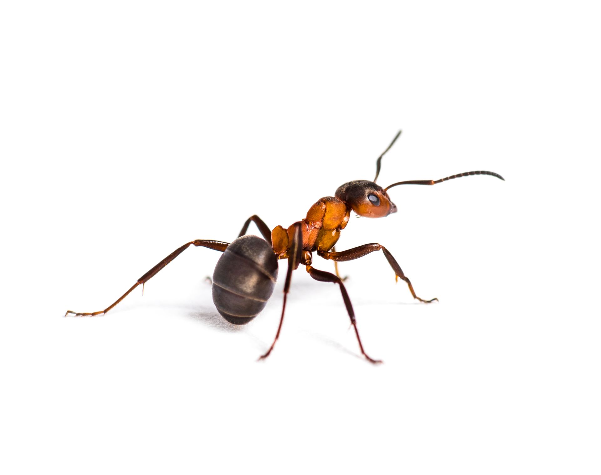 Ants