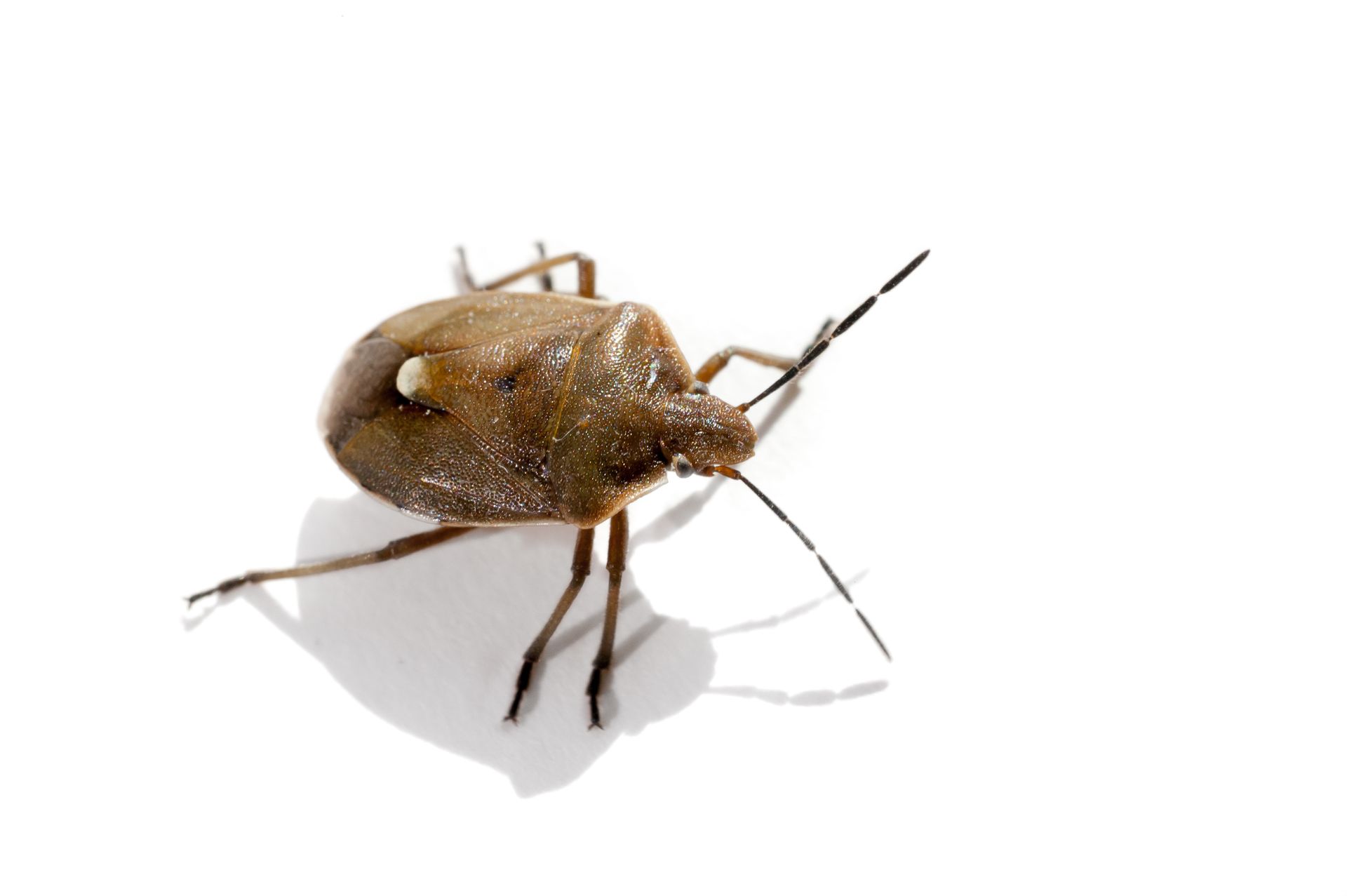 Bed Bugs