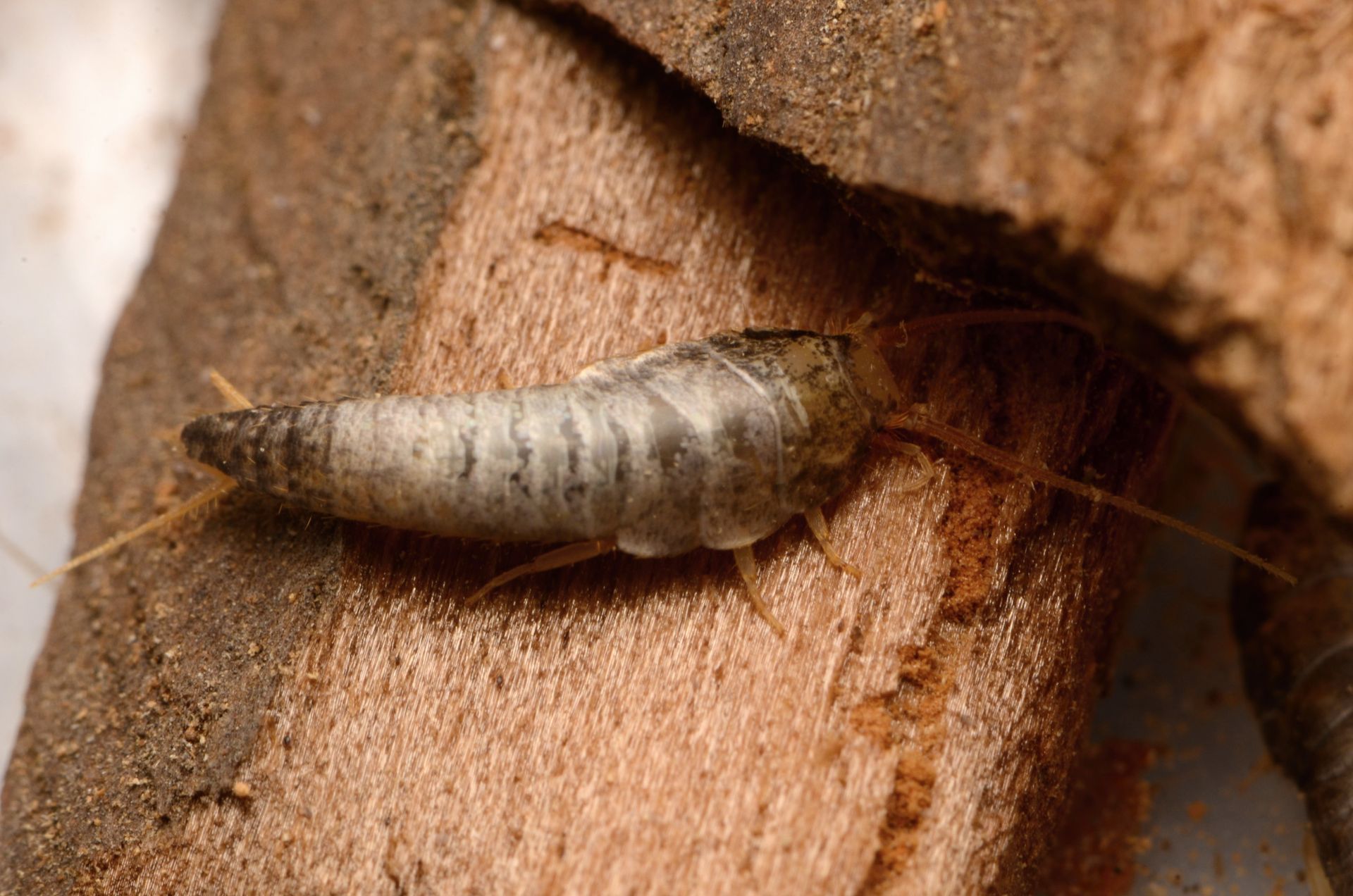 Silverfish Control Services
