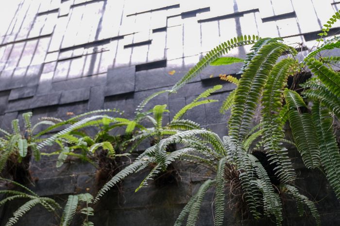 Ferns are growing on the side of a building