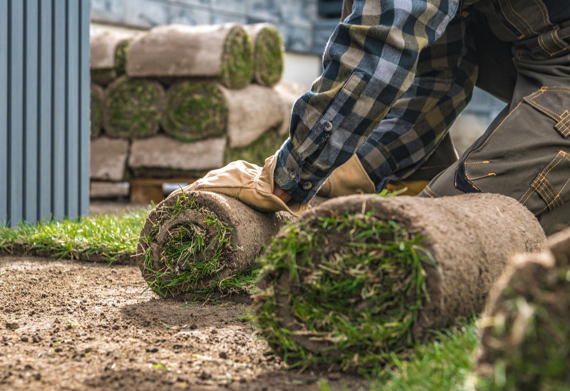 A man is rolling up rolls of grass in a yard.