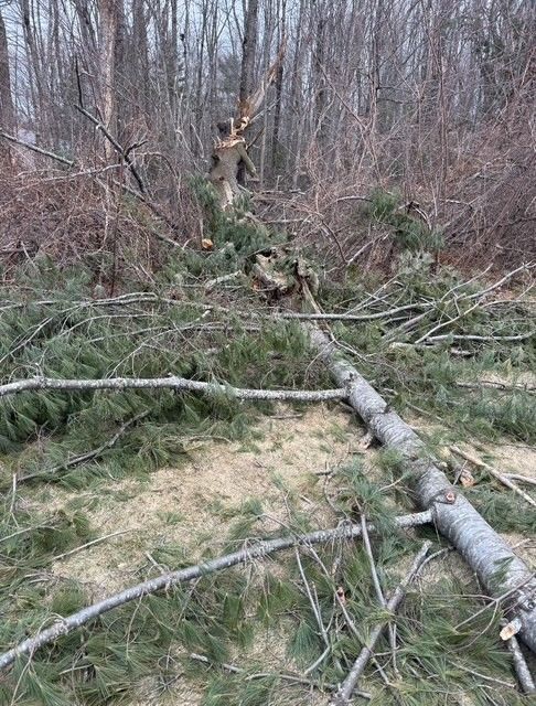 A fallen evergreen tree lies in a wooded area with bare trees and scattered branches in the background.
