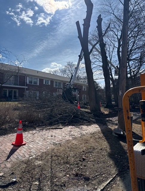 A cherry picker crane reaches toward tall, partially pruned trees near a brick apartment building with orange traffic cones.