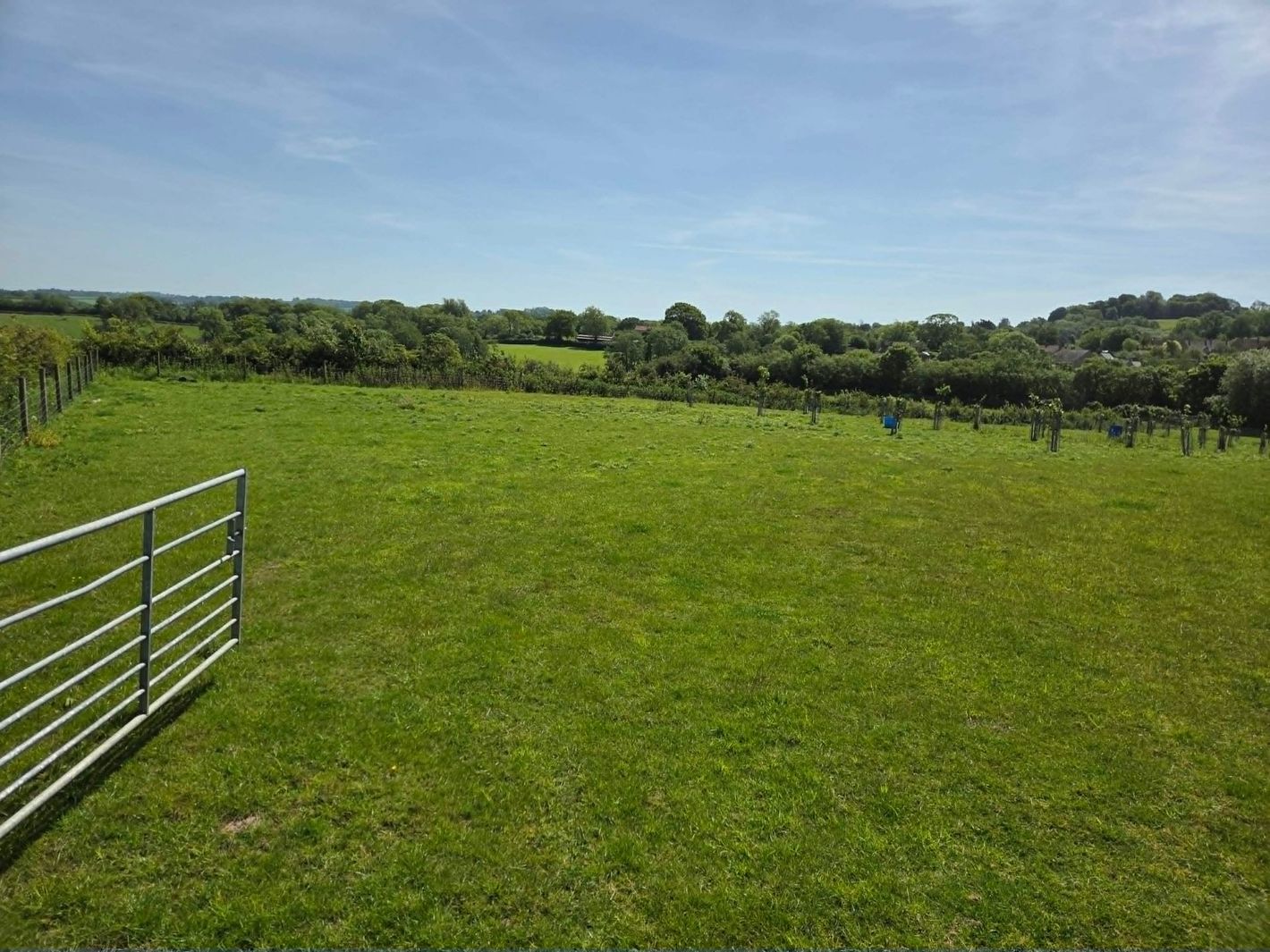 Fenced pasture and Orchard under a blue sky