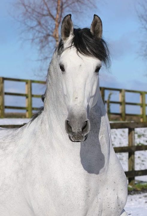 White horse standing in a snowy paddock with a wooden fence and blue sky background