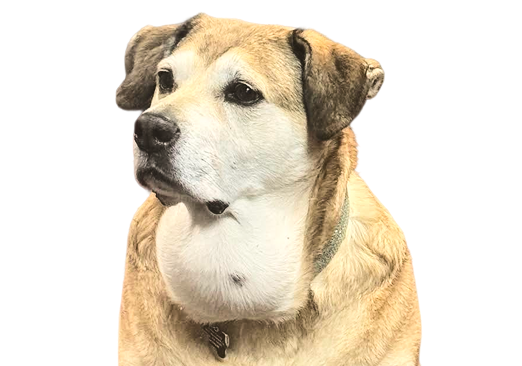 Dog Bohdi | D'Avico's Auto Repair