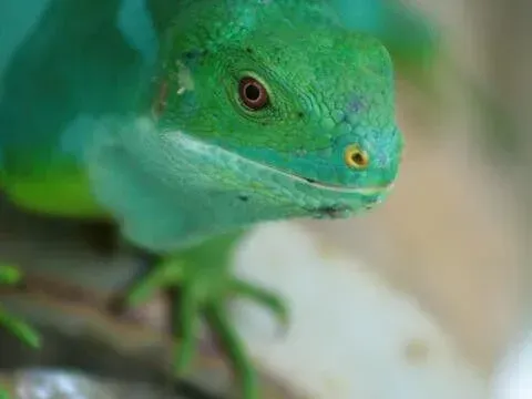 Close-up of a green lizard with a turquoise chin, resting on a branch.