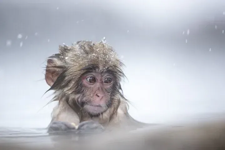 Wet macaque sitting in snowy water, looking alert with frost on its fur