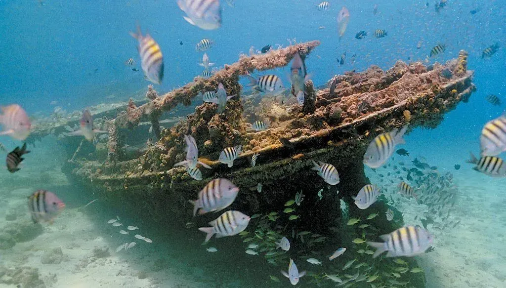 Submerged shipwreck covered in coral, surrounded by colorful fish in clear blue water