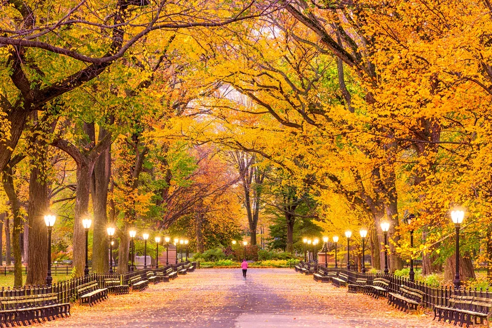 Tree-lined park path in autumn with yellow-orange leaves and glowing lamps at dusk