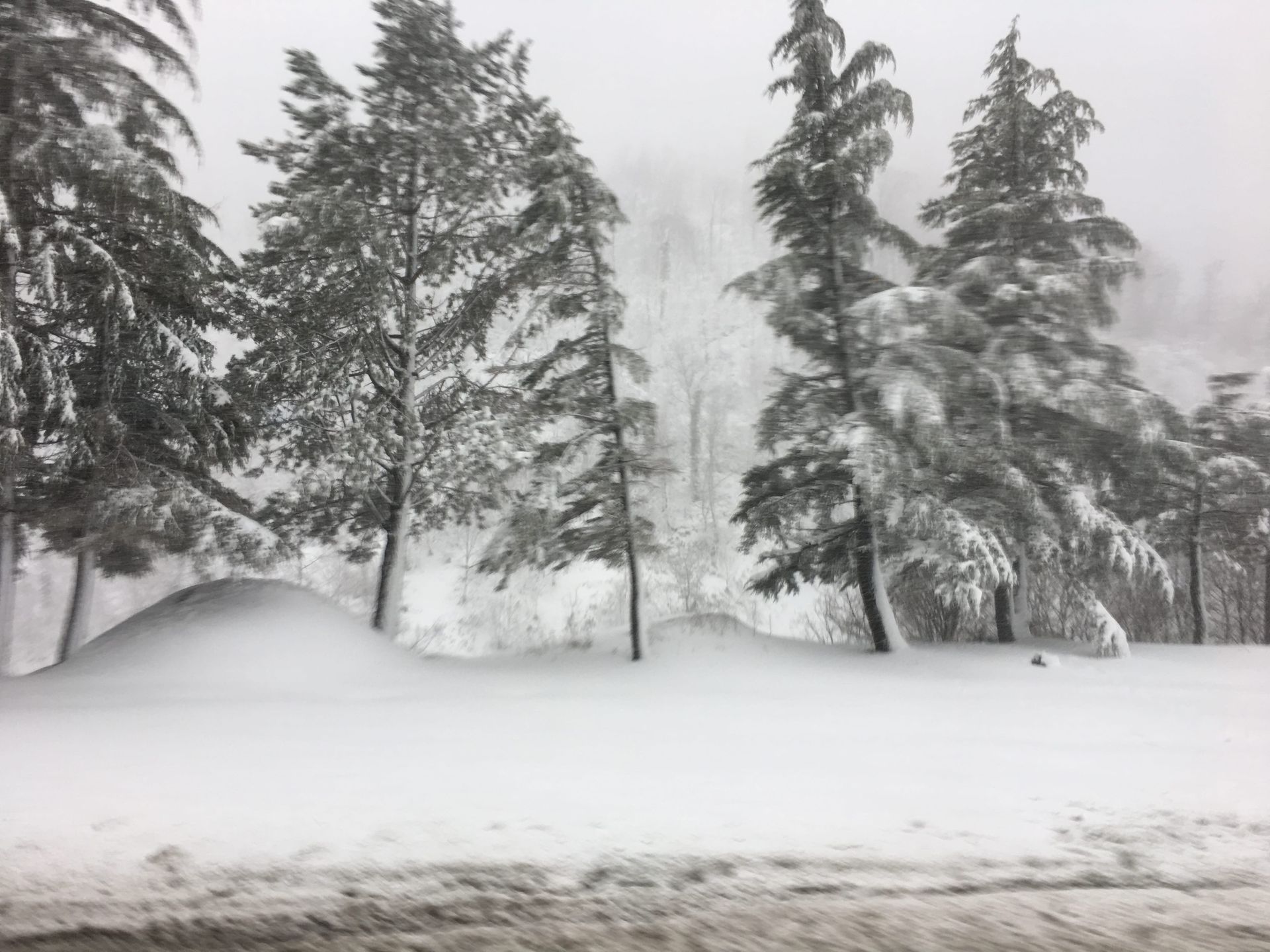 Snow-covered trees and drifts in a winter landscape, with a foggy forest in the background