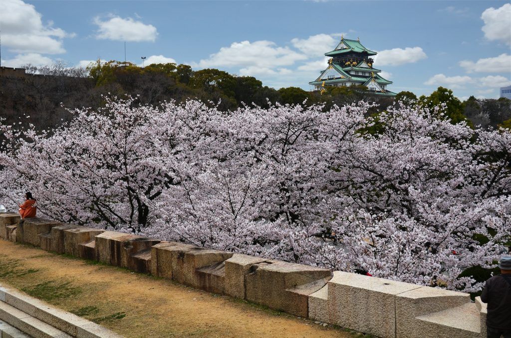 Cherry blossoms in bloom with a castle tower in the background and a stone wall in the foreground.