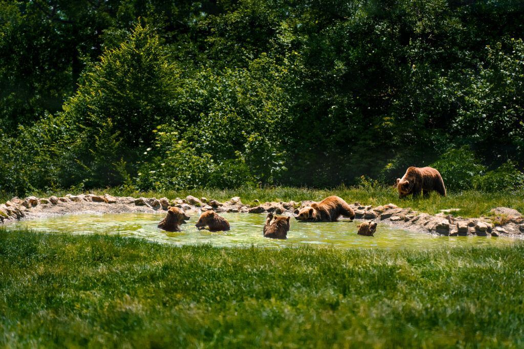 Group of brown bears resting on a grassy riverbank near a forest edge