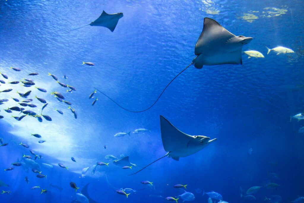 Manta rays swimming in a blue ocean, with a school of fish nearby