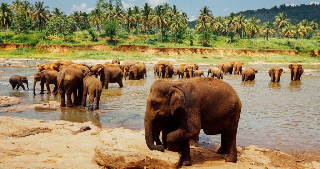 Elephants standing in shallow water near a riverbank with palm trees in the background