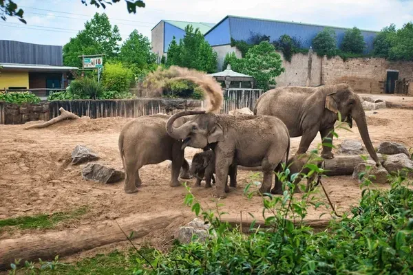 Three elephants standing together in a zoo enclosure, with buildings and greenery in the background