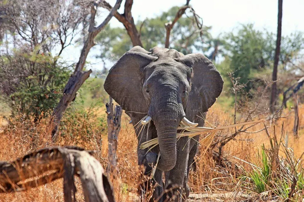 Elephant in dry savanna with another animal in foreground, surrounded by sparse trees and tall grass