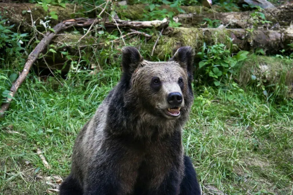 Brown bear sitting in a grassy forest clearing, facing the camera with mouth slightly open