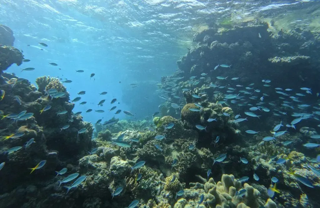 Sunlit underwater coral reef with schools of small fish and clear blue water