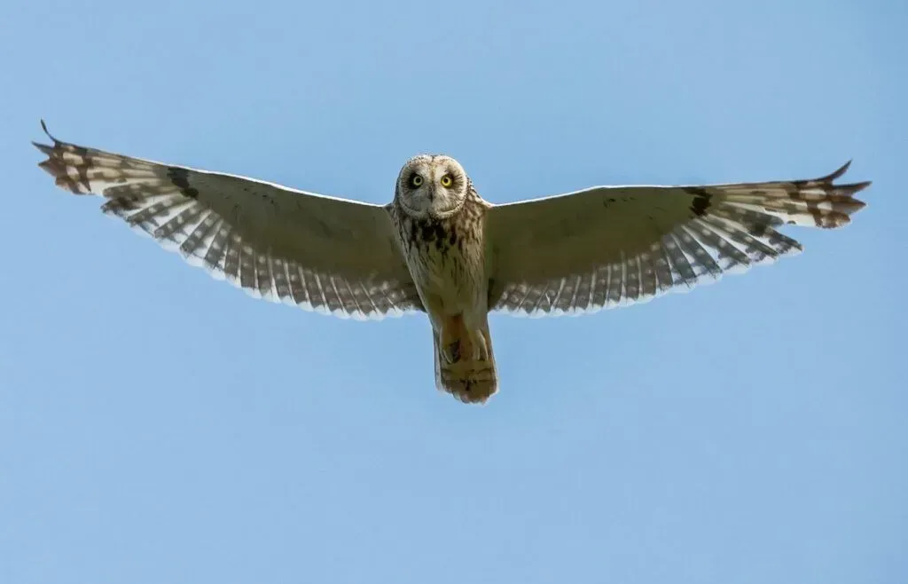Owl flying head-on against a clear blue sky, wings fully spread