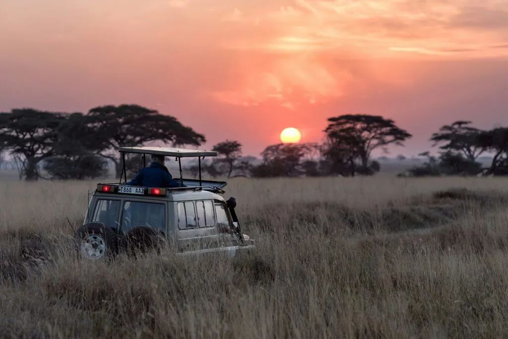 Safari vehicle in tall grass at sunset, with acacia trees silhouetted against a pink sky.