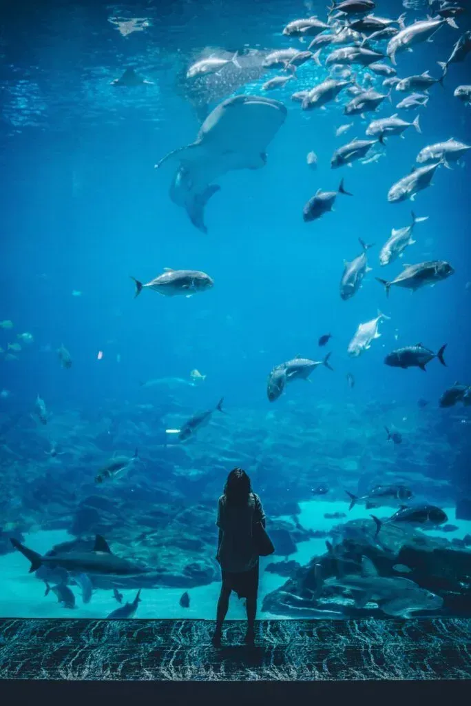Silhouette of a person facing sharks and fish in a blue aquarium tank