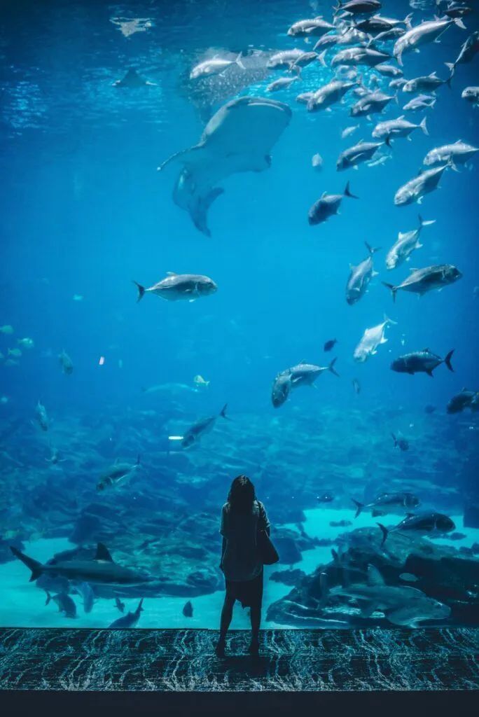 Person standing before a large aquarium tank with sharks and fish swimming in blue water