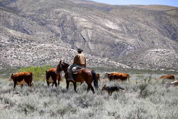 Cowboy on horseback herding cattle across a dry grassy plain with rocky hills in the background
