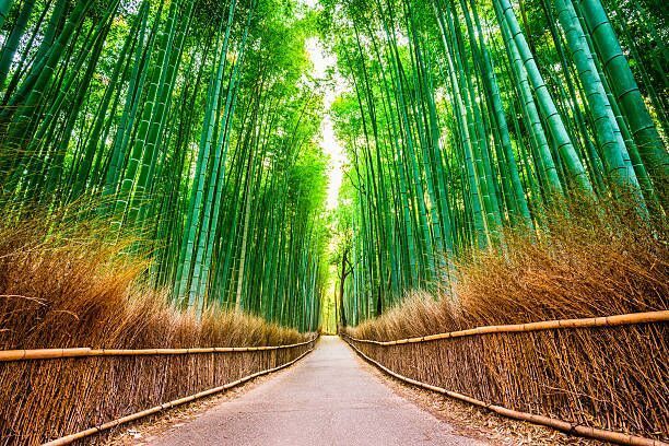 Bamboo-lined path stretching into the distance under a bright green canopy