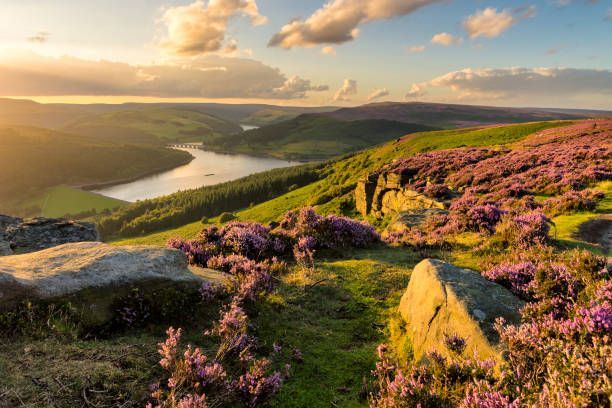 Sunlit river valley with purple heather and rocky hills under a golden sky