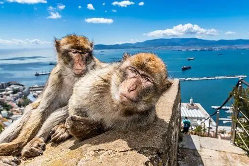 Two monkeys sitting on a rock overlooking a blue ocean and coastline