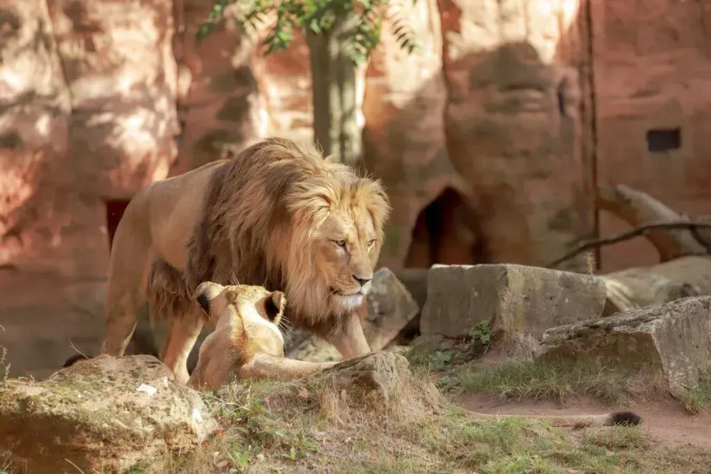 Lion lying beside a cub in a rocky zoo enclosure, with sunlight and greenery in the background