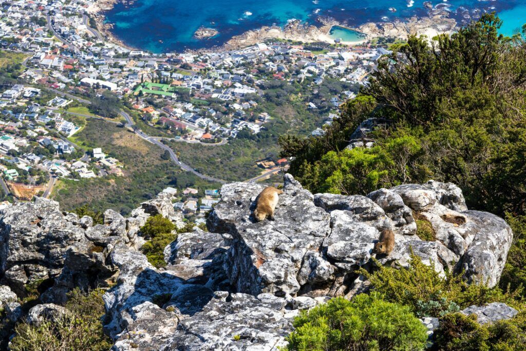 Rocky cliff overlooking a coastal town and blue sea, with green shrubs in the foreground